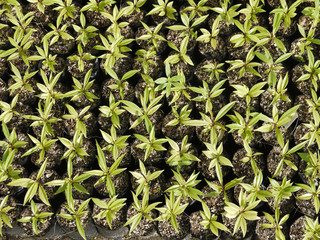 Plants in nursery tray