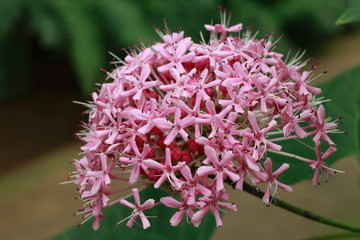 Pink flower
