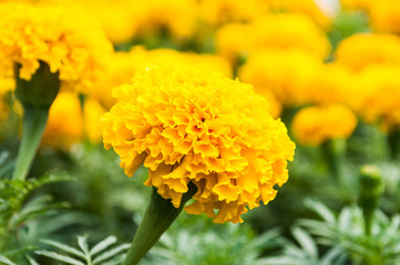 Yellow marigold flowers wallpaper