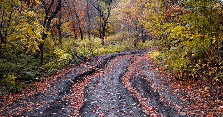 Autumn road in the forest with red leaves in a deep rut - obrazy, fototapety, plakaty