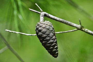 Dry closed cone of aleppo pine in Israel
