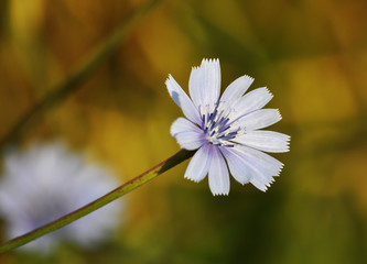 Cichorium flower wallpaper