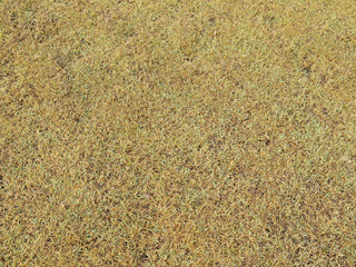green grass and dry grass