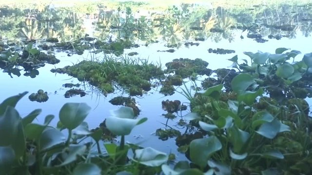 Introduced plant species 3. Water hyacinth Eichhornia crassipes - green plague or water plague of India. Winter, minimal vegetation of plants among zantedeschia (Calla). Kerala
