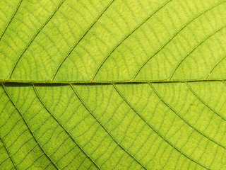 Plakat leaf texture