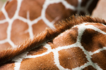 Giraffe skin, backgrounds © yurynevalenny