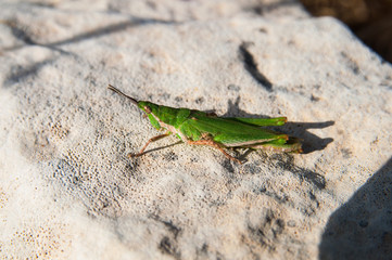 Insect. Green locust sit on the stone in the sunny day. Israel