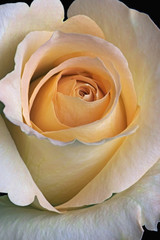 Hybrid rose flower (Rosa x hybrid)