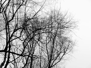 dry tree silhouette