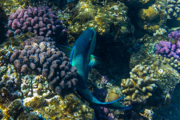 Parrot fish in Red sea