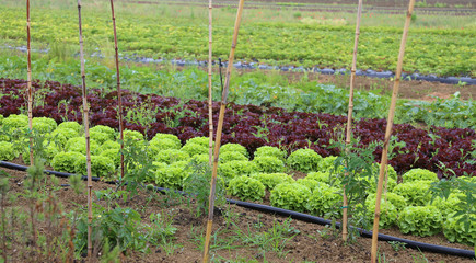 fields on farmland with lettuce and radicchio