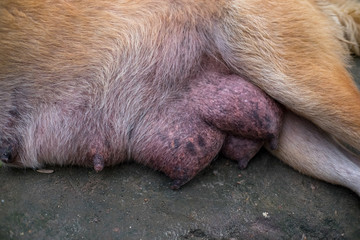 Close up female dog feeding milk to small puppy.(Selective focus