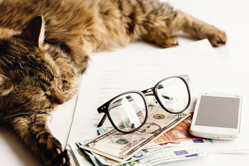 cute cat sitting sleeping on table with glasses phone and money,