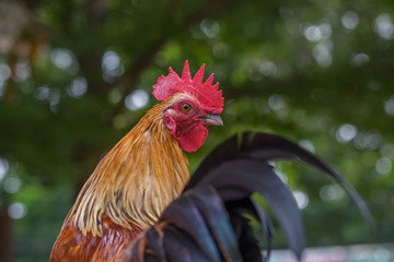 Asia Rooster or Chickens in Thailand.(Selective focus)