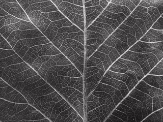 black leaf texture