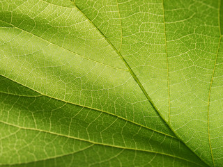 closeup leaf texture ( Bastard Teak, Bengal Kino, Kino Tree, Flame of the Forest )