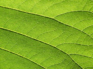 leaf texture ( Bastard Teak, Bengal Kino, Kino Tree, Flame of the Forest )