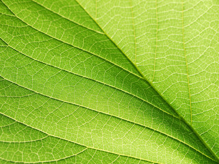 closeup leaf texture ( Bastard Teak, Bengal Kino, Kino Tree, Flame of the Forest )