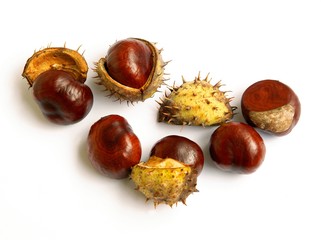 fruits of chestnut tree at autumn