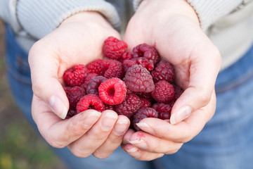 Ripe red raspberries in the girl's hands. Berries closeup. Selective focus
