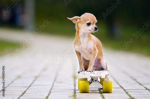 The Little Red Haired Chihuahua Dog Sitting On A White Skateboard