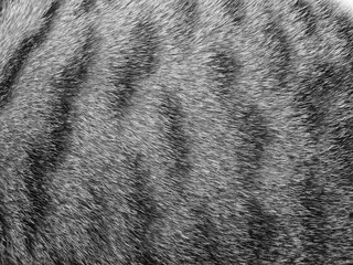 Obraz premium Tekstura futra kota
