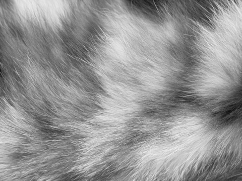 Cat Fur Texture