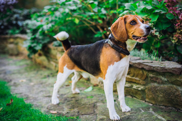 Dog beagle playing in the yard.Dressed in toy glasses, bunny ears, confetti.