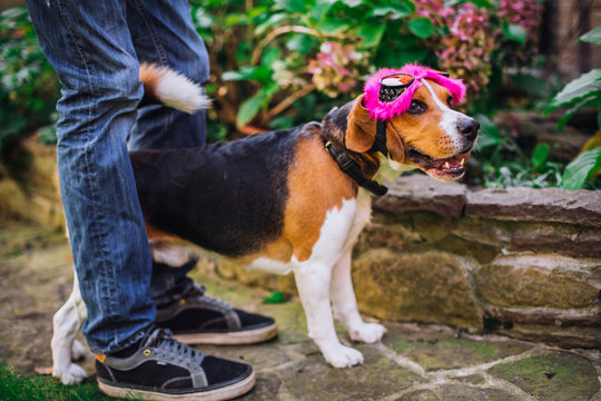Dog beagle playing in the yard.Dressed in toy glasses, bunny ears, confetti.