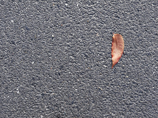 dry autumn leaf on asphalt road background