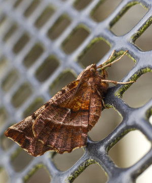 Early Thorn moth