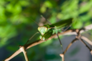 Praying mantis female on green wallpaper
