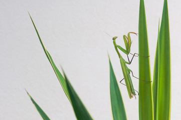 Praying mantis female on white wallpaper