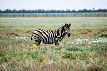 Fototapeta na wymiar Wild young zebra in steppe of Askania Nova, Ukraine