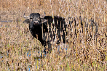 Black wild water buffalo in Hula lake in northern Israel