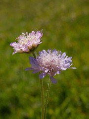 blooming,scabiosa on meadow