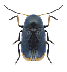 Beetle Cryptocephalus apicalis on a white background