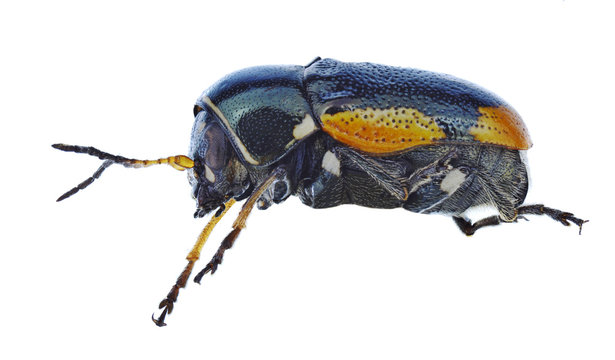 Beetle Cryptocephalus apicalis on a white background
