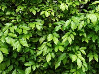 Fototapeta na wymiar Green leaves wall background