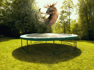 Moose on trampoline - obrazy, fototapety, plakaty