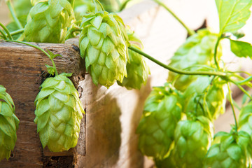 still life with hop cones in the farm