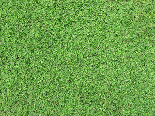 Green grass background