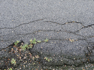 Obraz premium green plant in cracked asphalt road texture