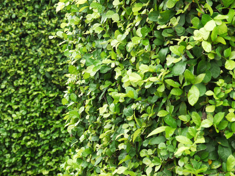 closeup leaf wall