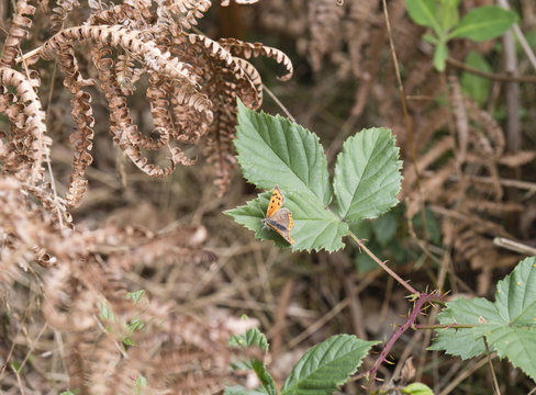 Small Copper Butterfly on bramble