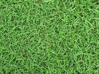 green grass texture background