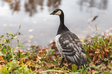 Canada goose