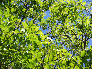 lush foliage of the trees against the sky