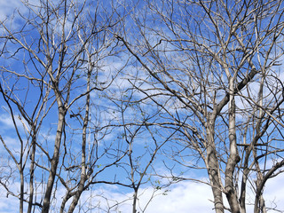 Dead tree on blue sky background