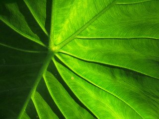 leaf texture ( taro leaf )